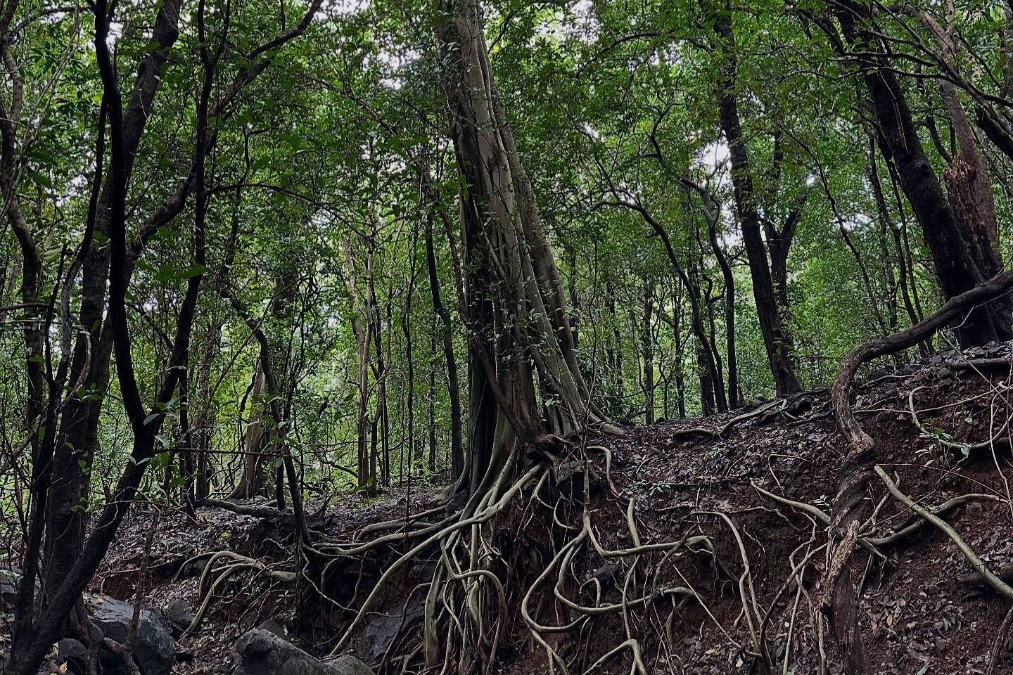 Bhimashankar Trail Lonavala 